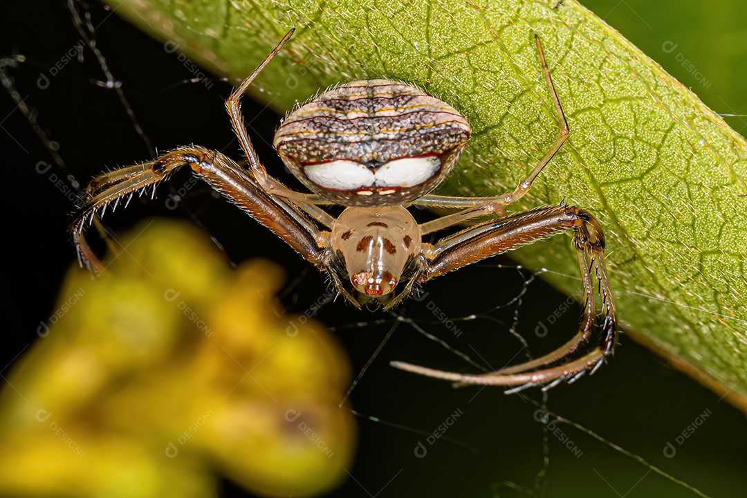 Aranha saltadora fêmea adulta do gênero Chira.