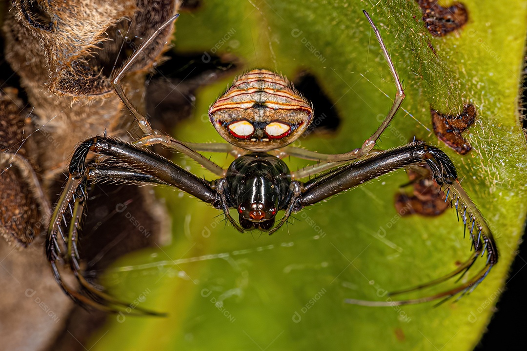 Pequena Aranha Pirata Fêmea do Gênero Gelanor.