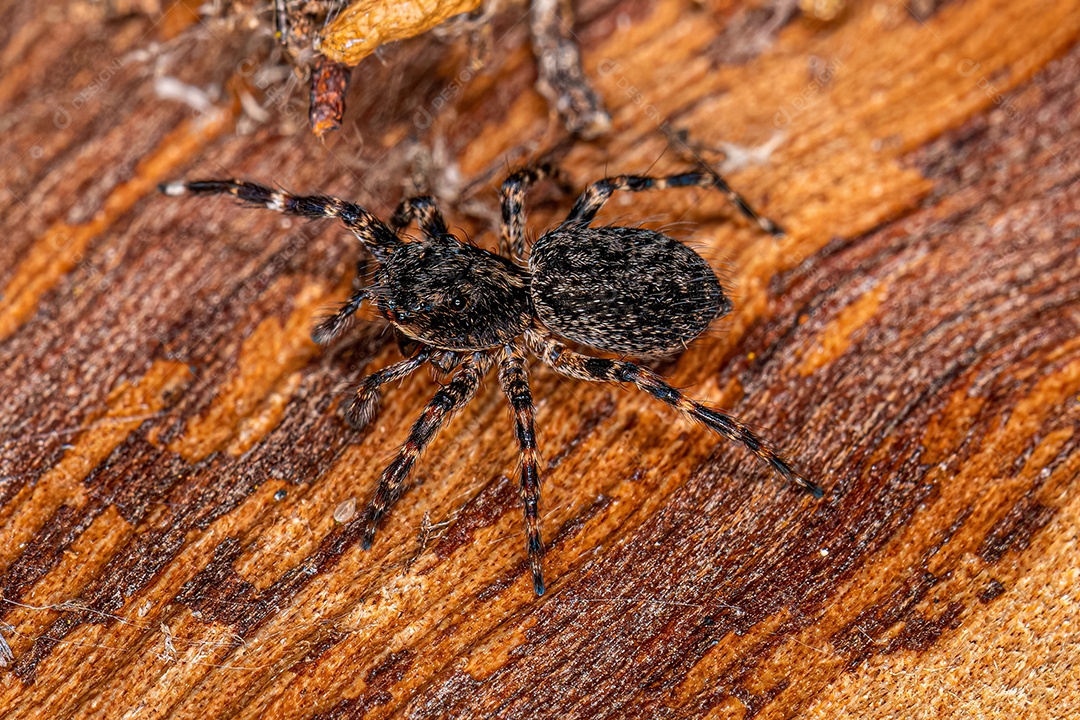 Aranha saltadora fêmea adulta do gênero Titanattus.