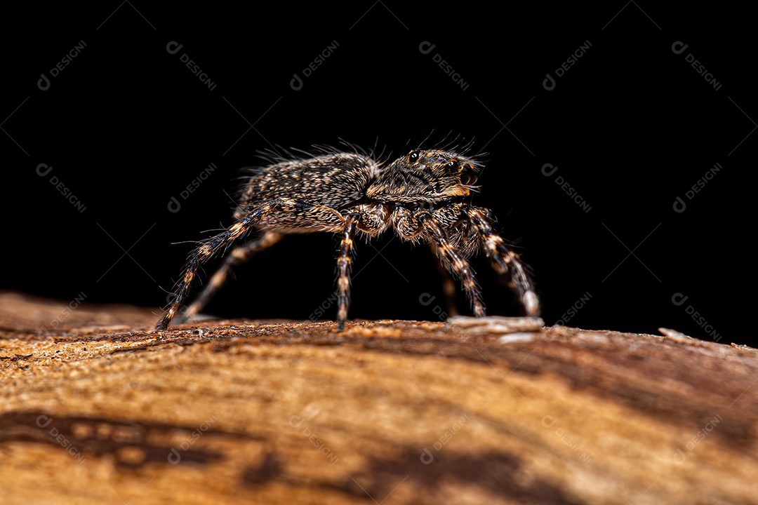 Aranha saltadora fêmea adulta do gênero Titanattus.