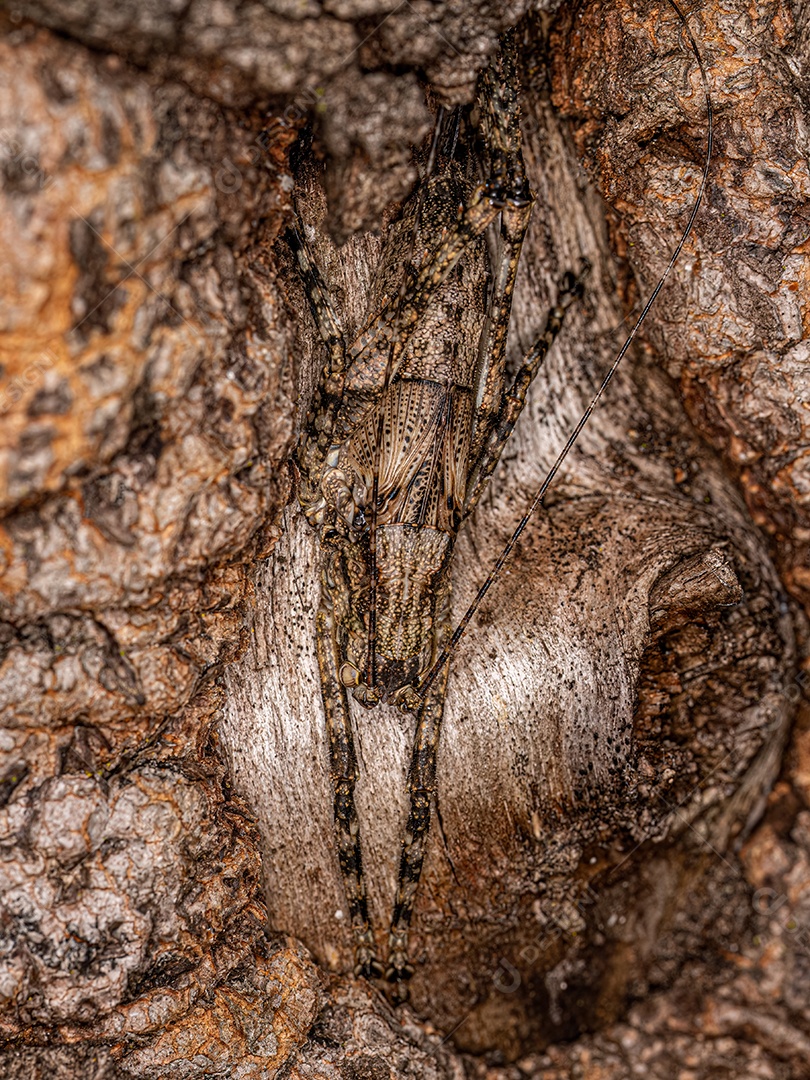 Verdadeira ninfa Katydid da subfamília Pseudophyllinae.