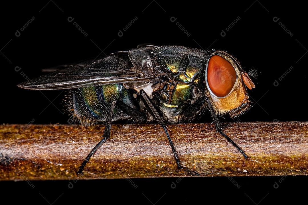 Varejeira adulta da família Calliphoridae.