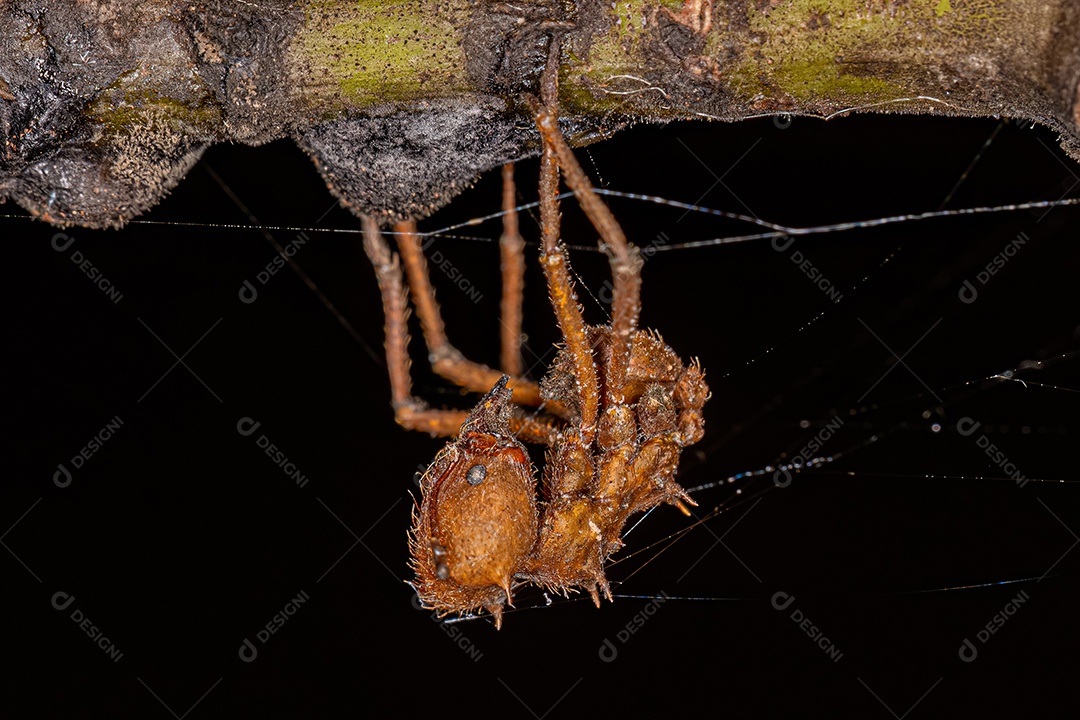 Formiga cortadeira Atta adulta morta do gênero Atta morta por fungo zumbi.