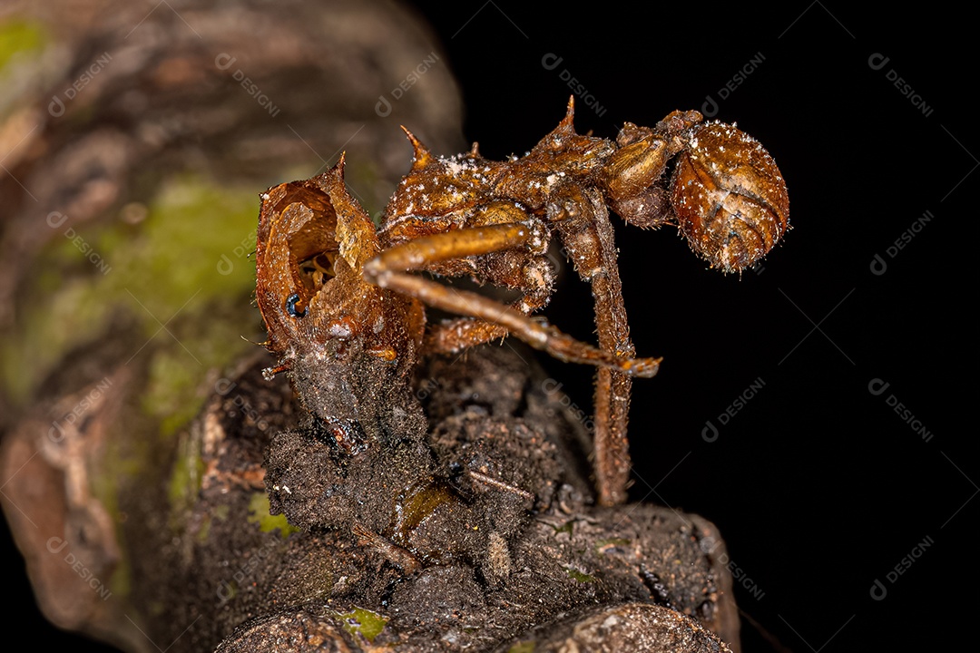 Formiga cortadeira Atta adulta morta do gênero Atta morta por fungo zumbi.