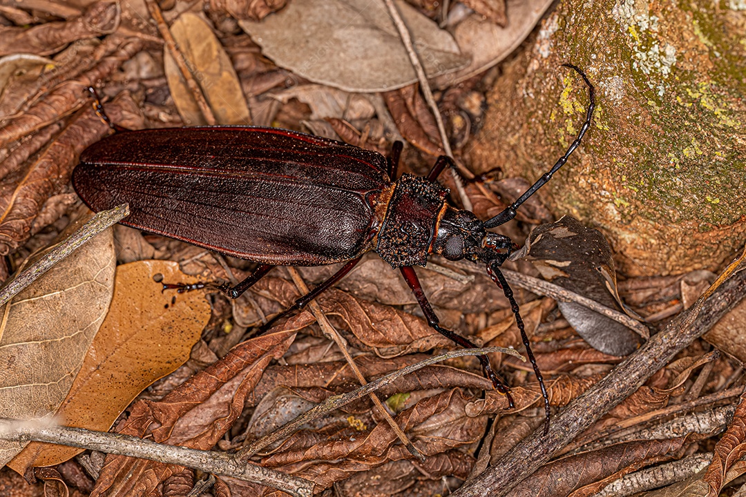 Besouro Prionídeo gigante adulto do gênero Ctenoscelis.
