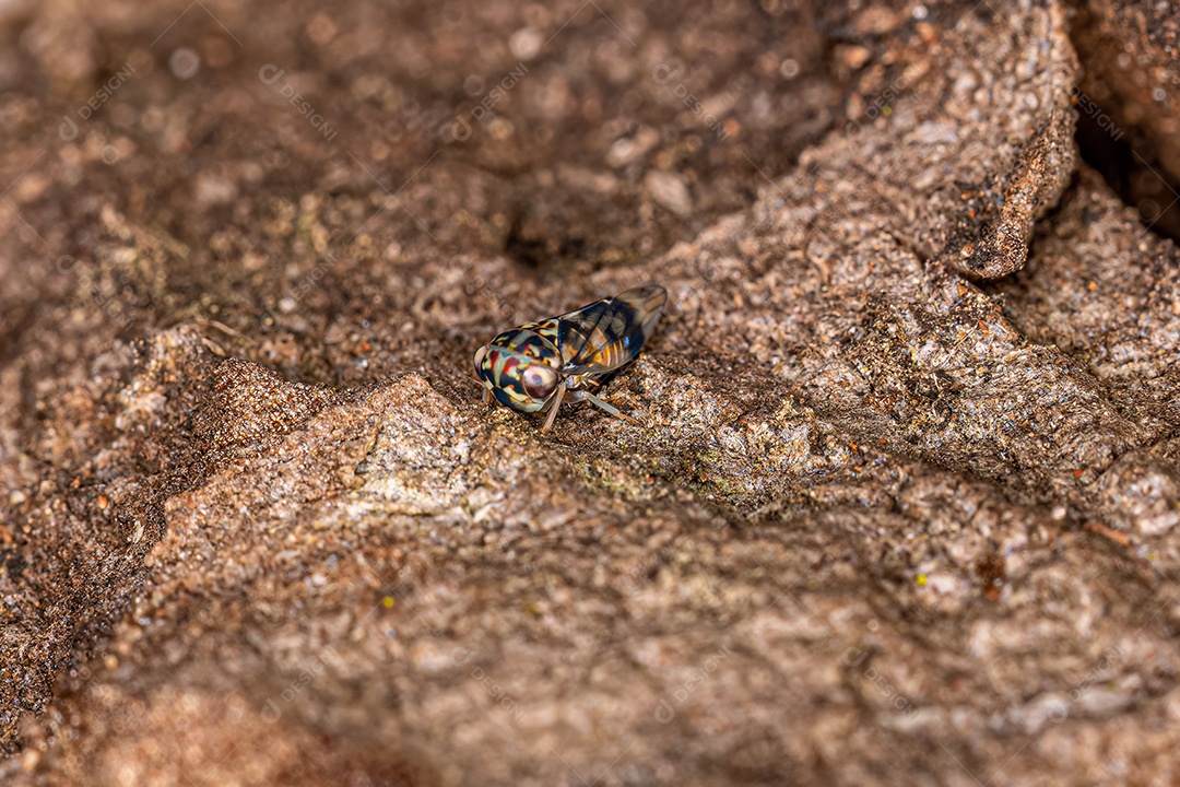 Inseto cigarrinha adulto da família Cicadellidae.