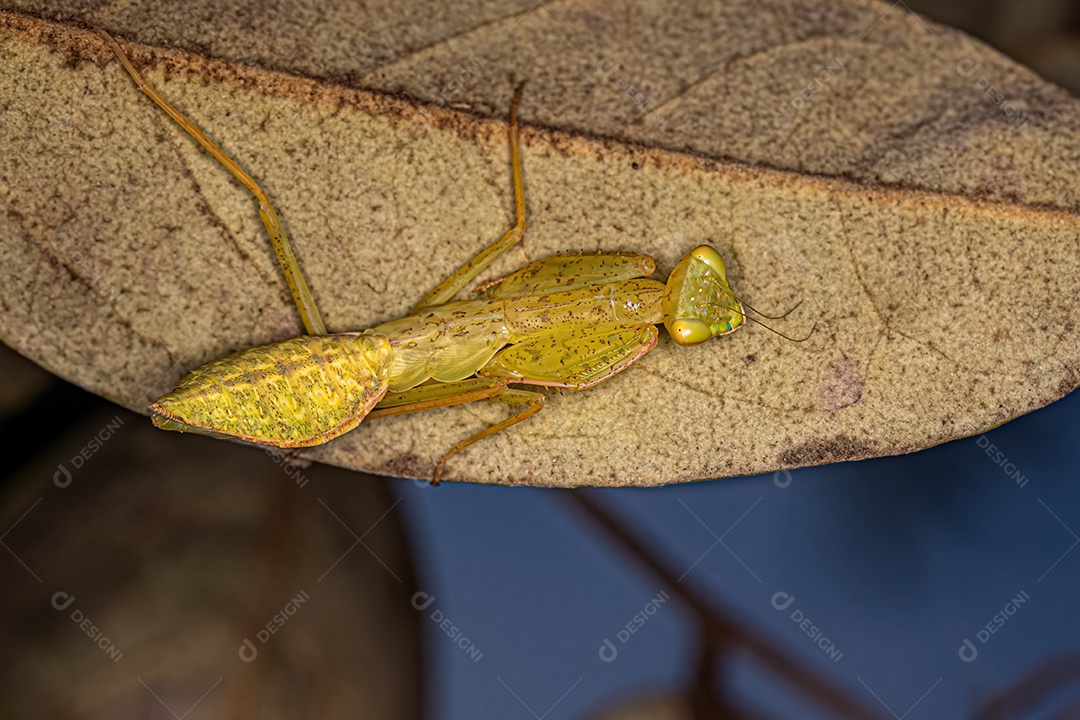 Ninfa Louva-a-Deus Photinaid Verde da Tribo Photinaini.