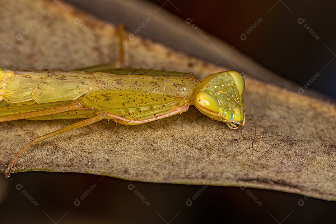 Ninfa Louva-a-Deus Photinaid Verde da Tribo Photinaini.