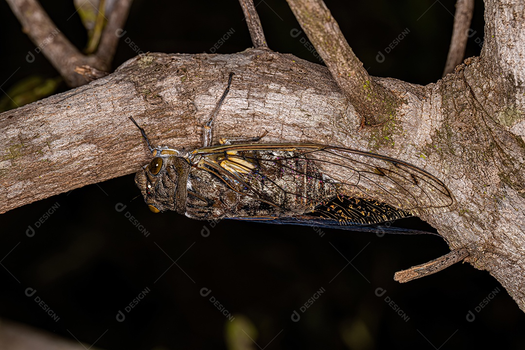 Cigarra gigante adulta da espécie Quesada gigas.