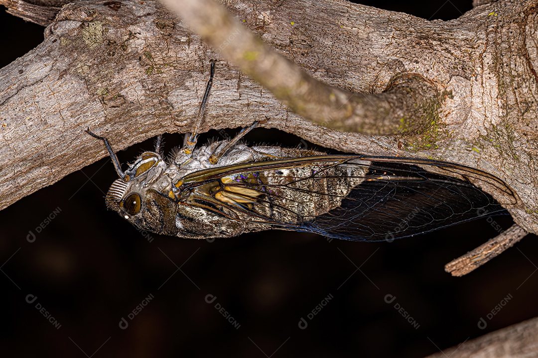 Cigarra gigante adulta da espécie Quesada gigas.