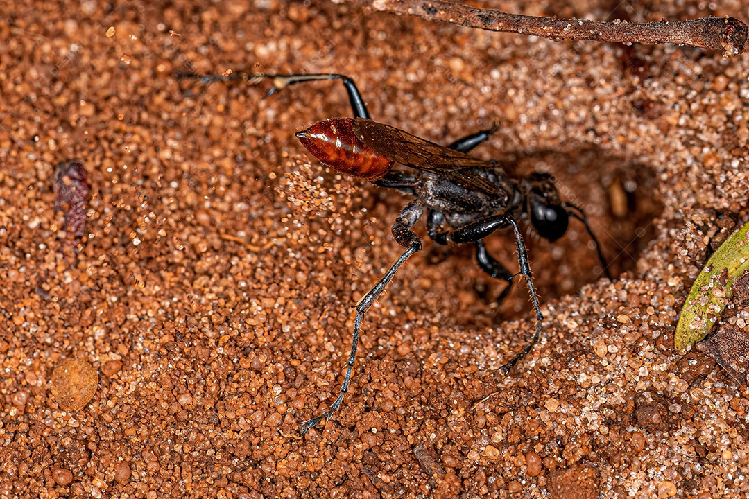 Vespa adulta do gênero Prionyx cavando um buraco no chão.