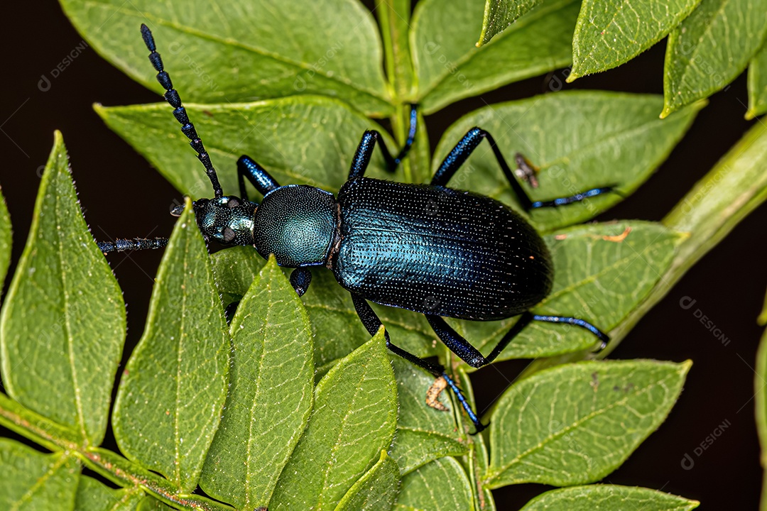 Besouro Darkling adulto com garras penteadas da subtribo Xystropodina.