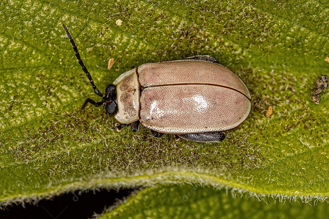 Besouro pulga adulto do gênero Alagoasa.