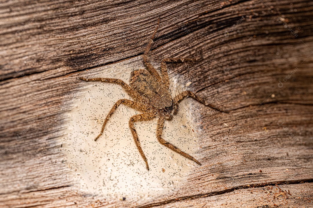 Aranha pequena de olhos crescentes do gênero Selenops.