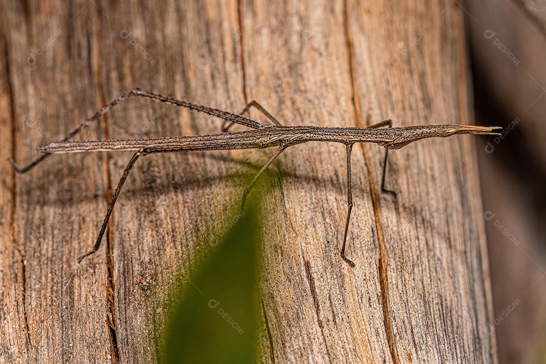 Gafanhoto Neotropical da Família Proscopiidae.