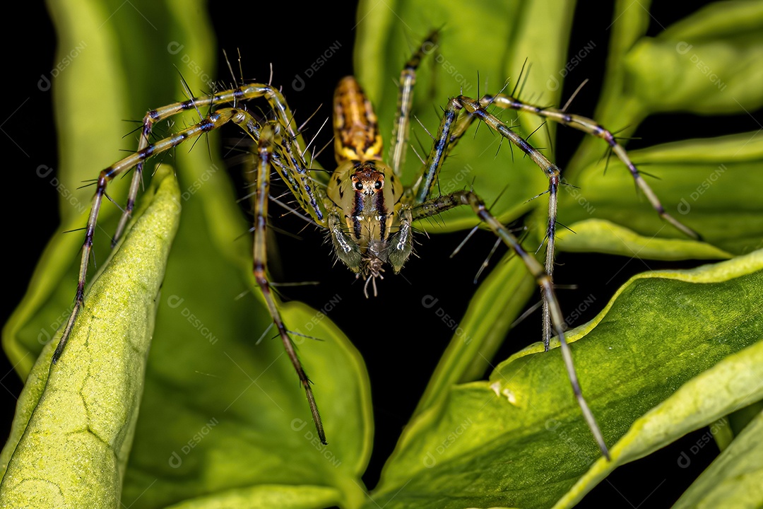 Aranha lince macho pequena da espécie Peucetia rubrolineata.
