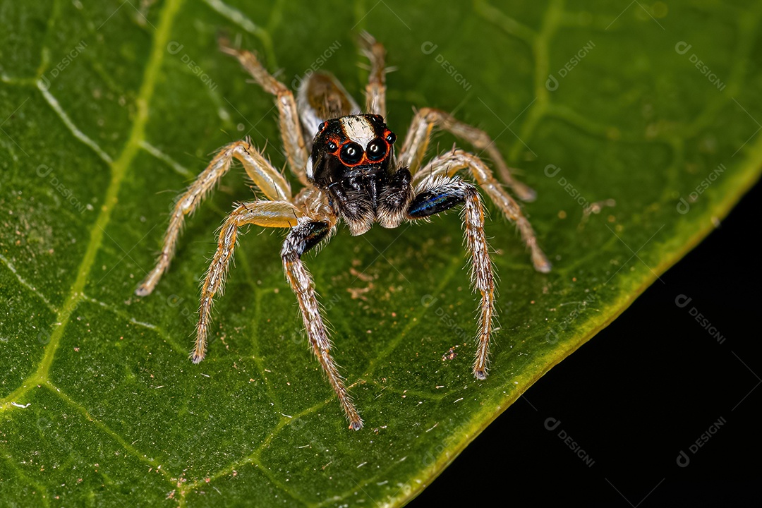 Aranha saltadora macho adulto do gênero Chira.
