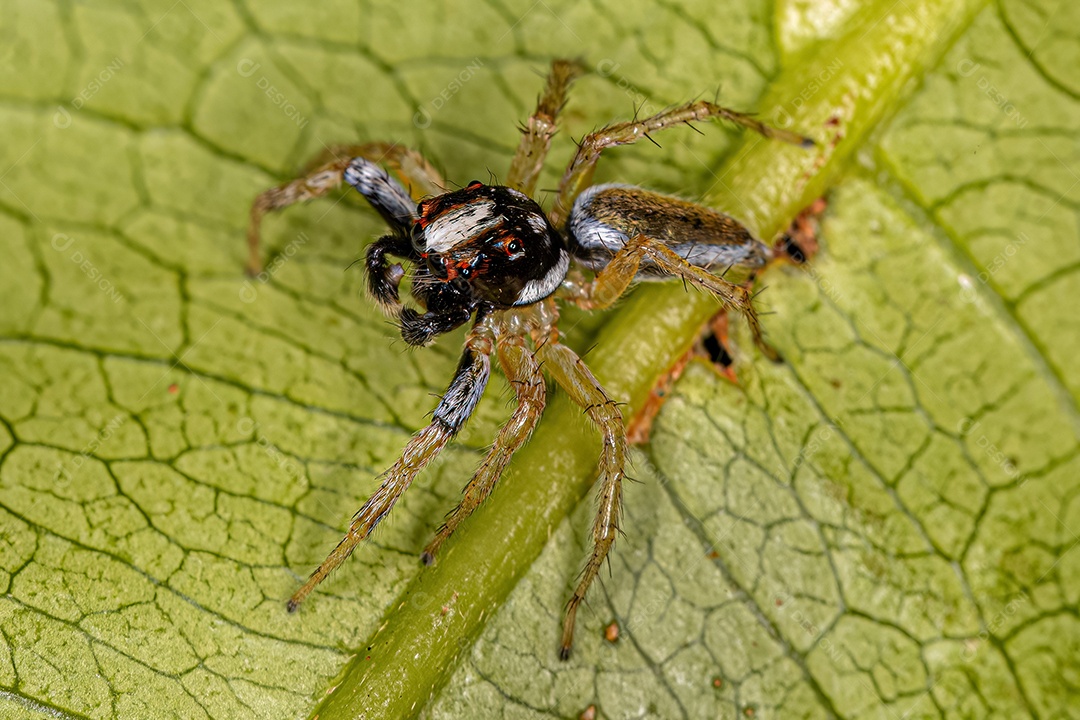 Aranha saltadora macho adulto do gênero Chira.