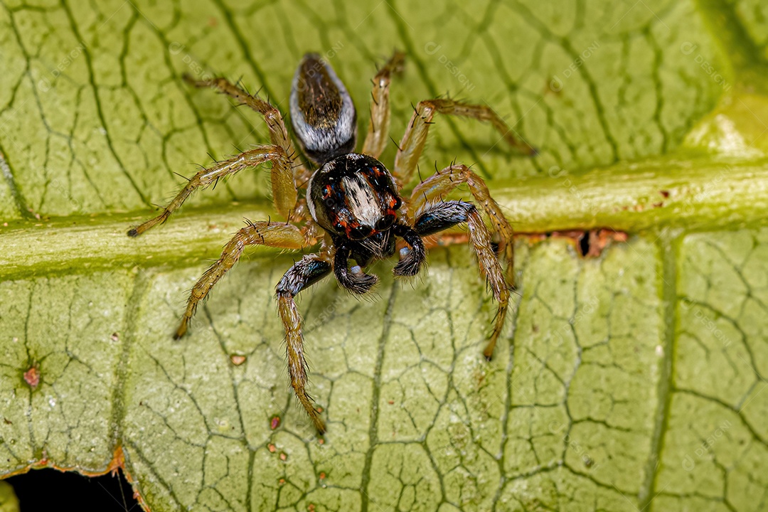 Aranha saltadora macho adulto do gênero chira.