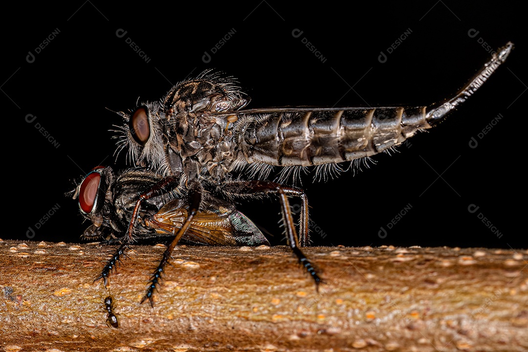 Mosca ladrão fêmea adulta da subfamília Asilinae.