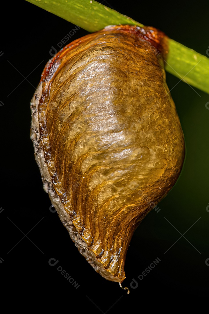 Photinaid Mantis Eggcase da Tribo Photinaini.