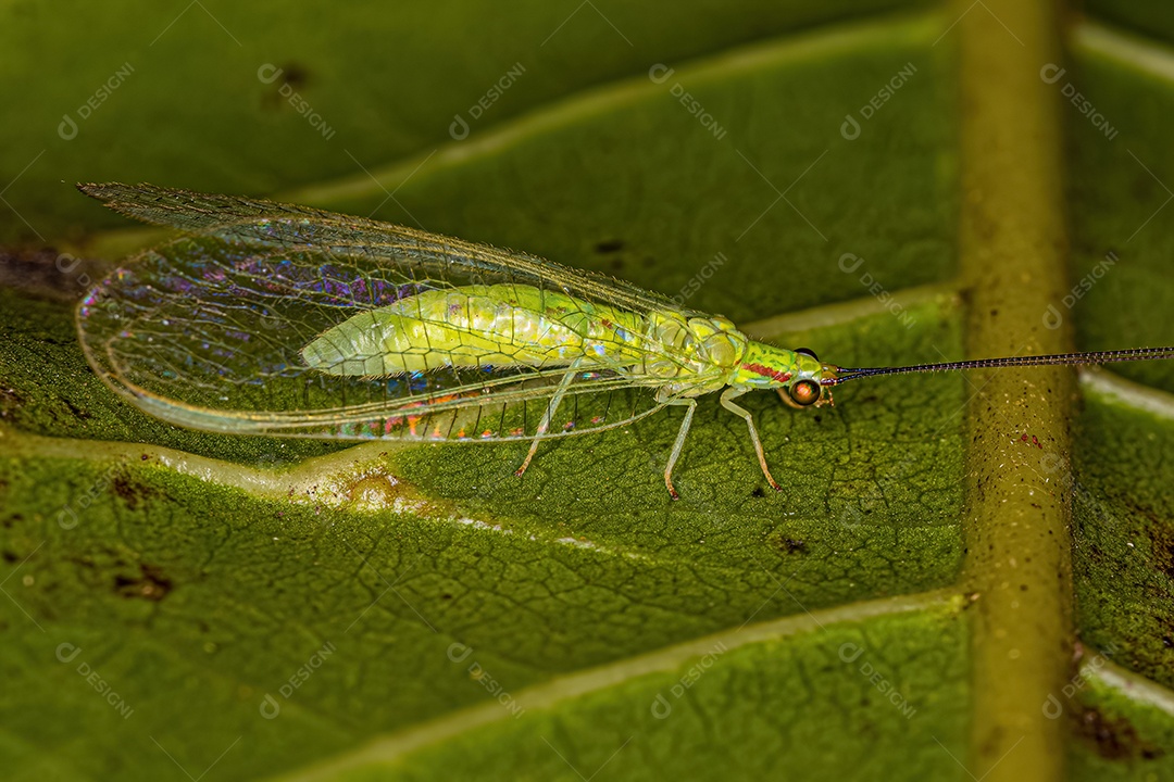 Adulto Típico crisopídeo do gênero Ceraeochrysa.