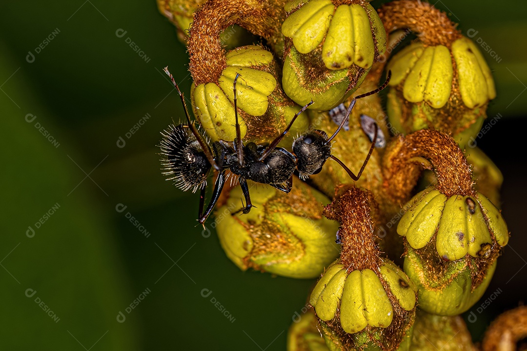 Formiga carpinteira fêmea adulta do gênero Camponotus.