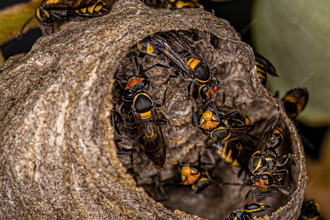 Vespas de mel de cintura longa adultas da espécie Polybia erythrothorax.