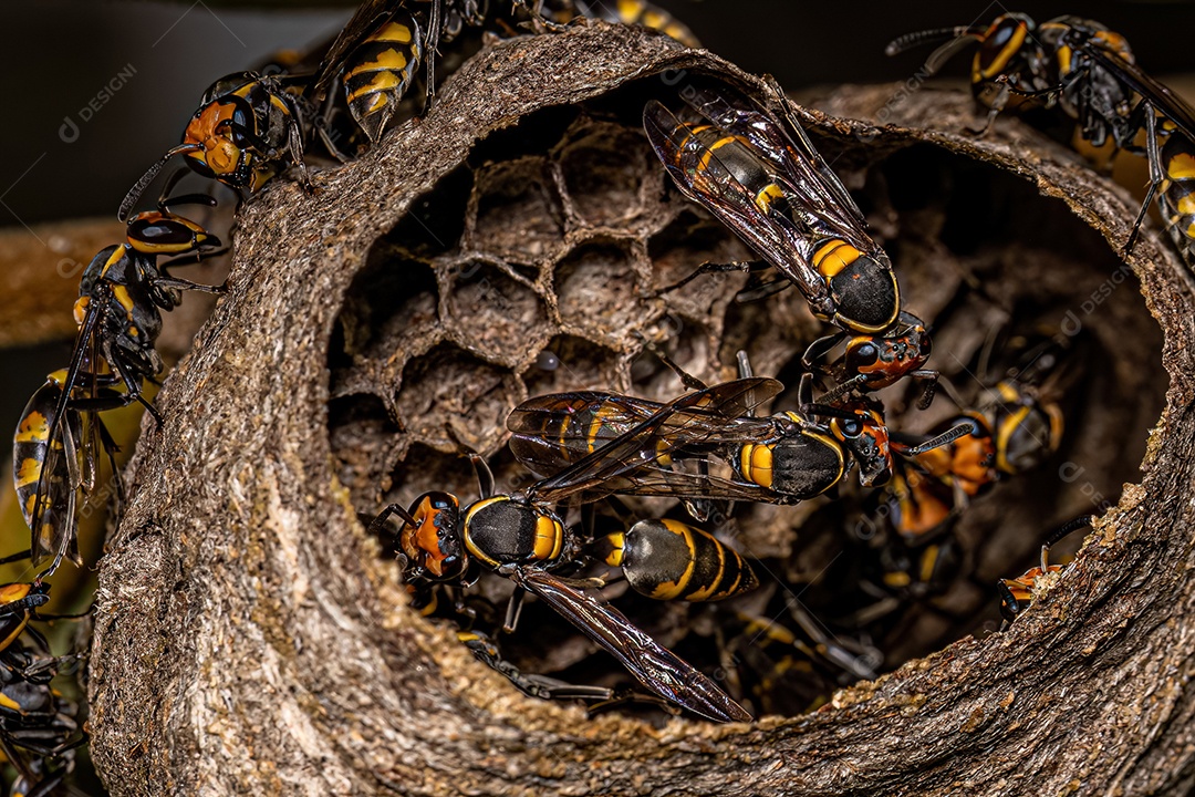 Vespas de mel de cintura longa adultas da espécie Polybia erythrothorax.