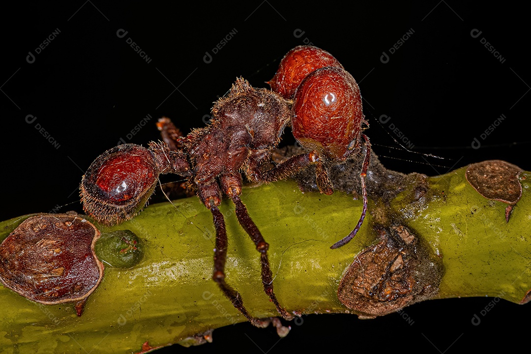 Formiga cortadeira Atta adulta morta do gênero Atta morta por fungo zumbi.