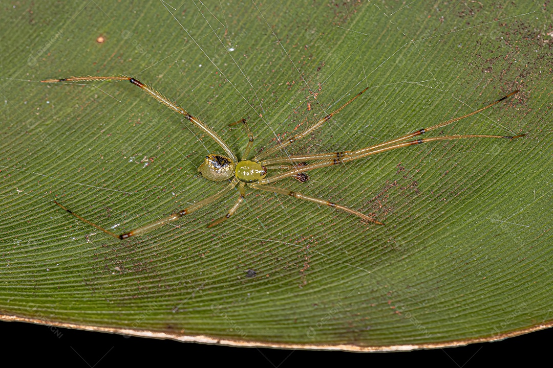 Aranha Bola Espelhada Masculina Pequena do Gênero Thwaitesia.