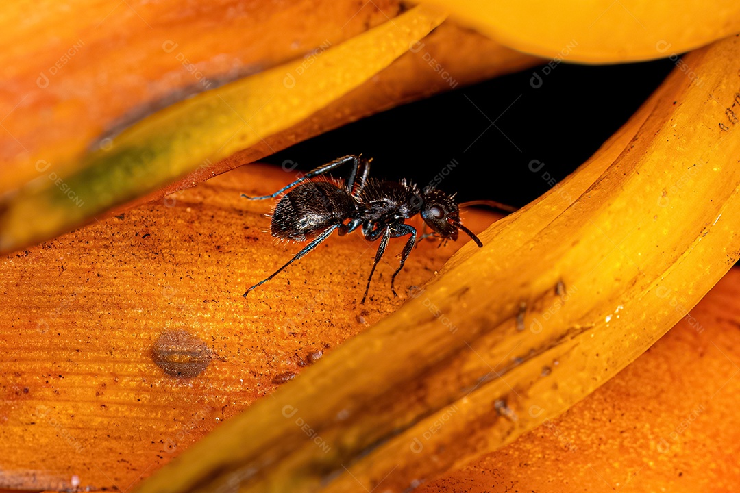 Formiga carpinteira fêmea adulta do gênero Camponotus.