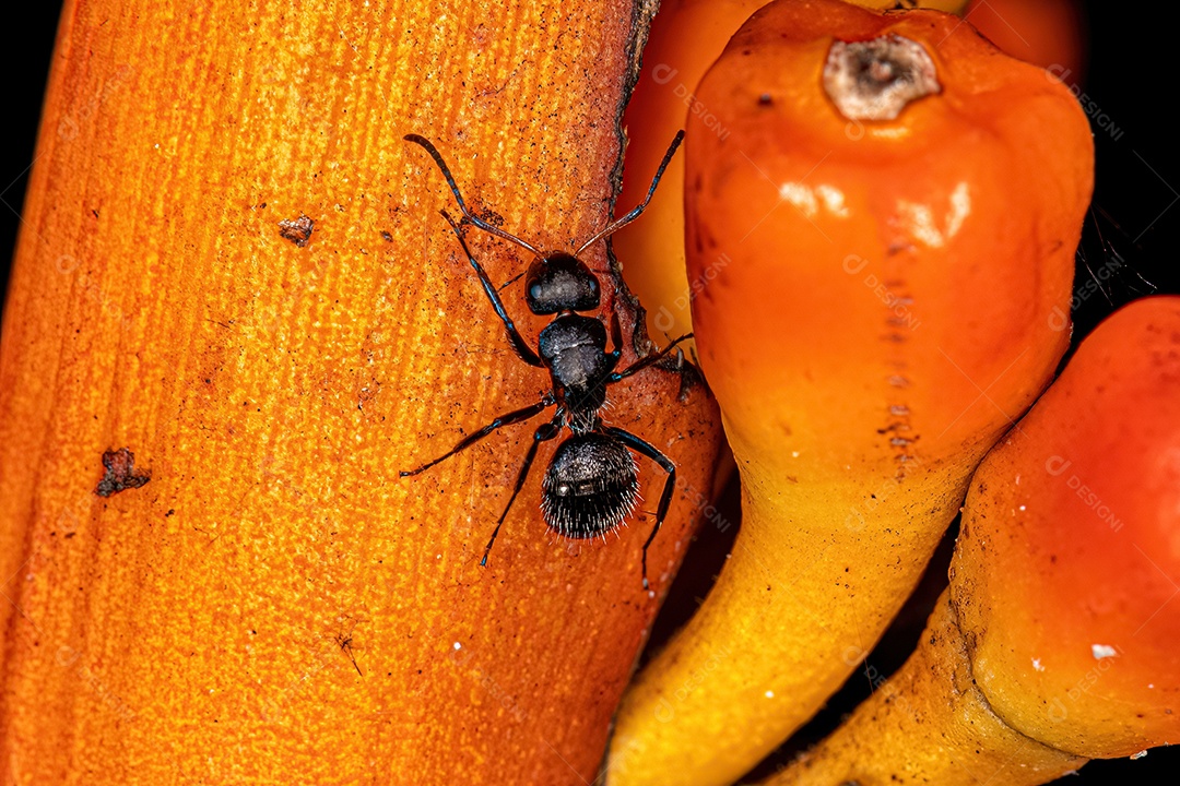 Formiga carpinteira fêmea adulta do gênero Camponotus.