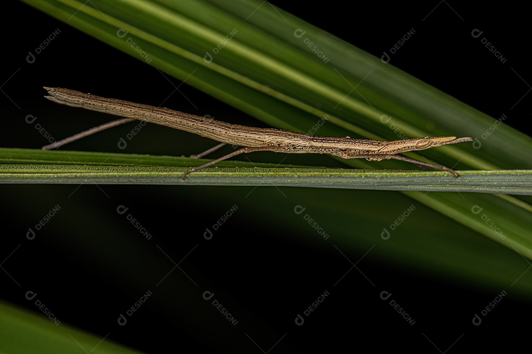 Gafanhoto Neotropical da Família Proscopiidae.