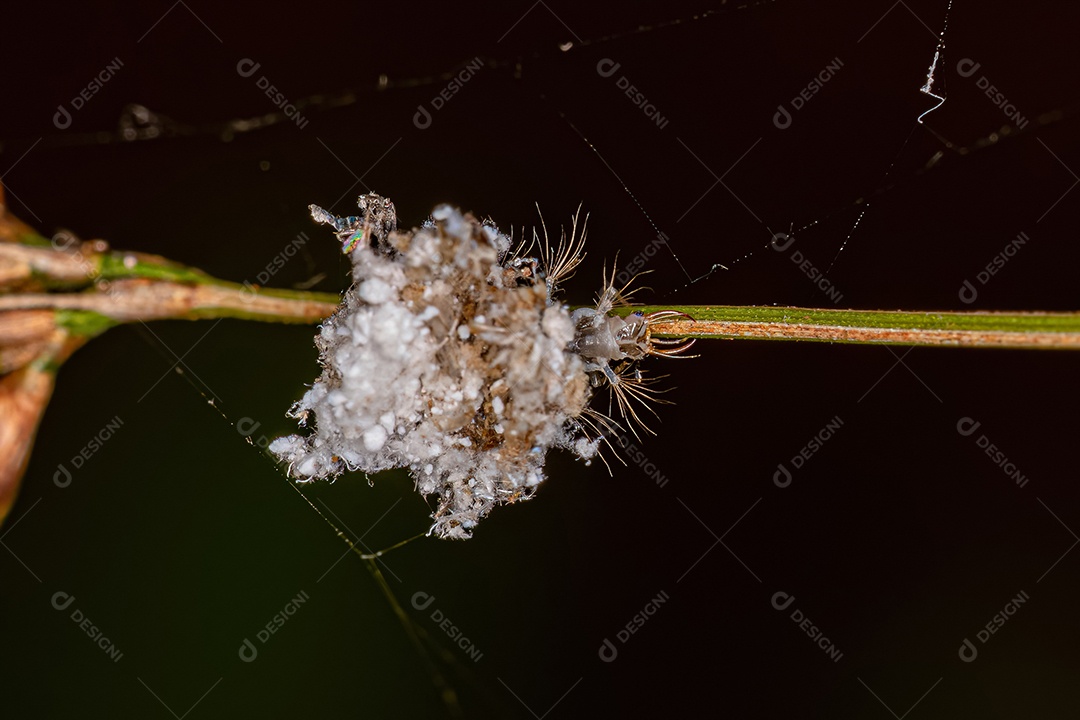 Larva Lacewing Verde da Família Chrysopidae