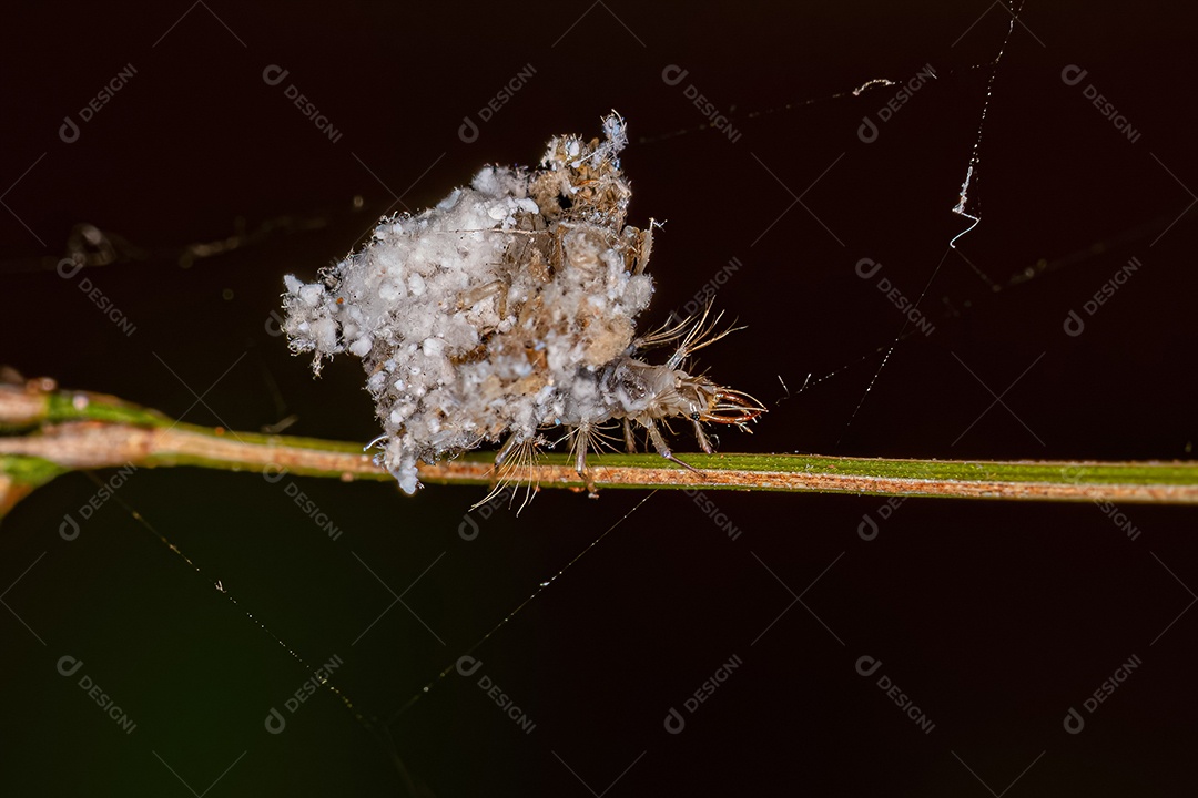 Larva Lacewing Verde da Família Chrysopidae.