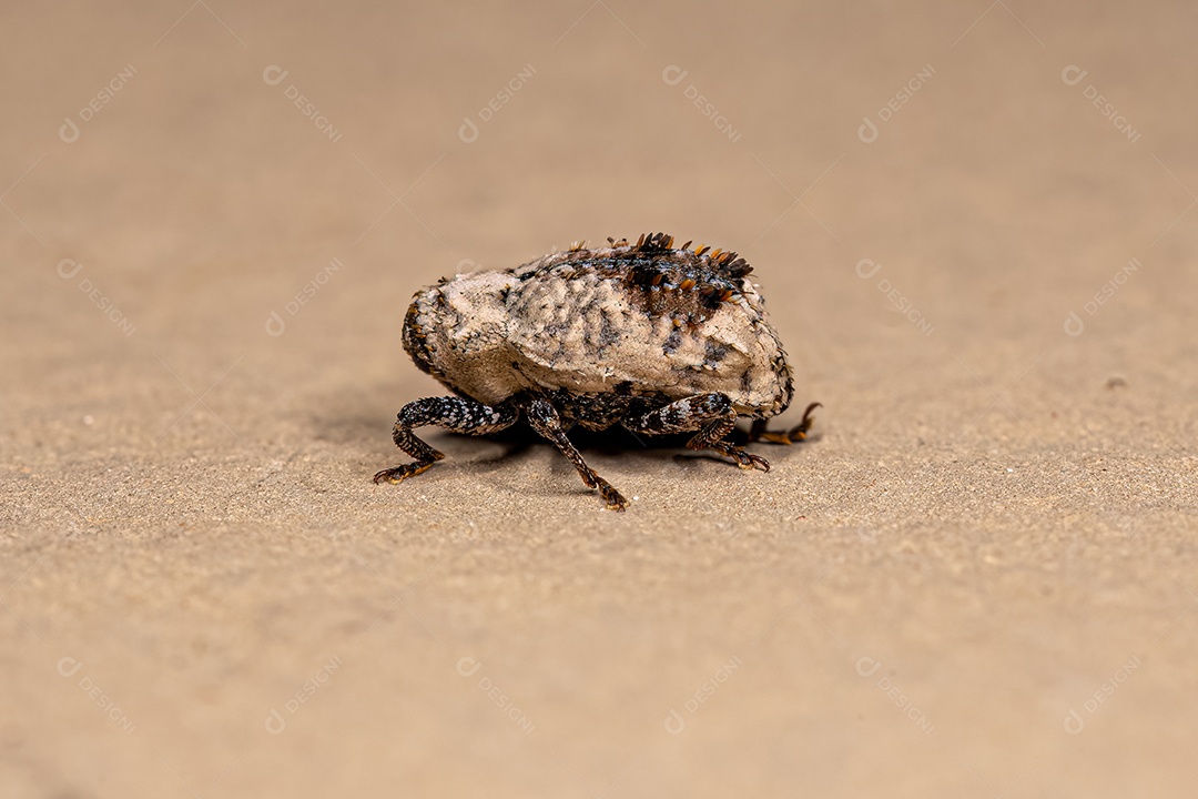 Gorgulho Verdadeiro Adulto da Família Curculionidae.