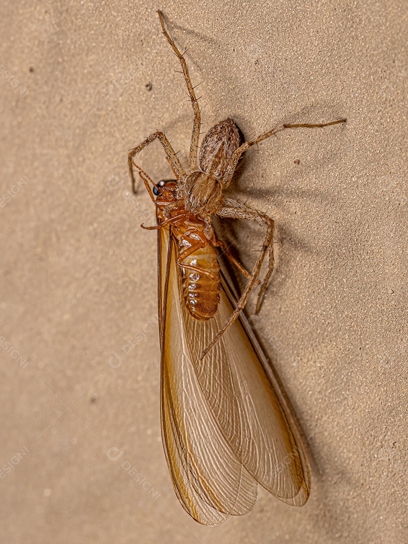 Aranha-caranguejo fêmea adulta da família Philodromidae atacando um cupim superior adulto da epifamília Termitoidae.