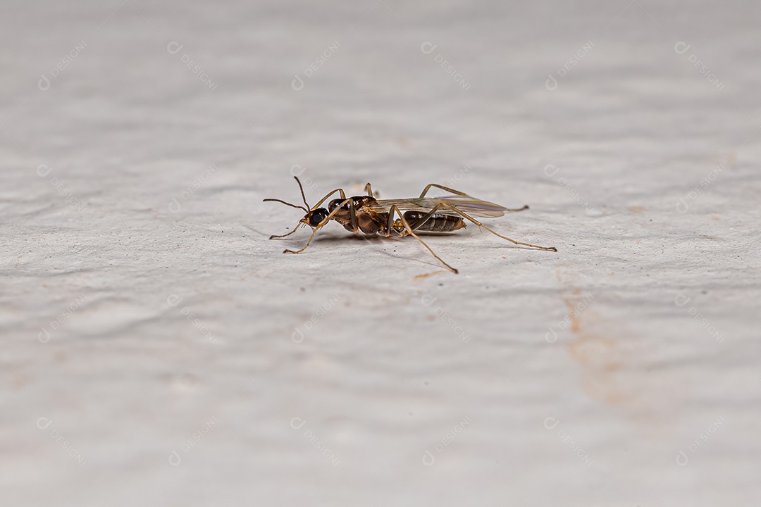 Formiga Macho Adulto da Tribo Leptomyrmecini.