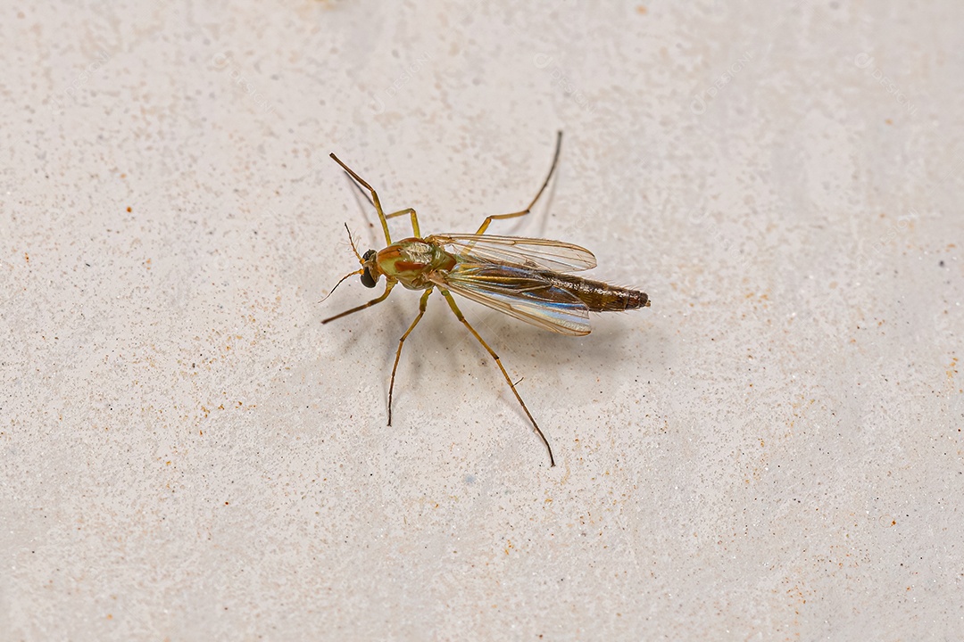 Midge não mordedor adulto da família Chironomidae.