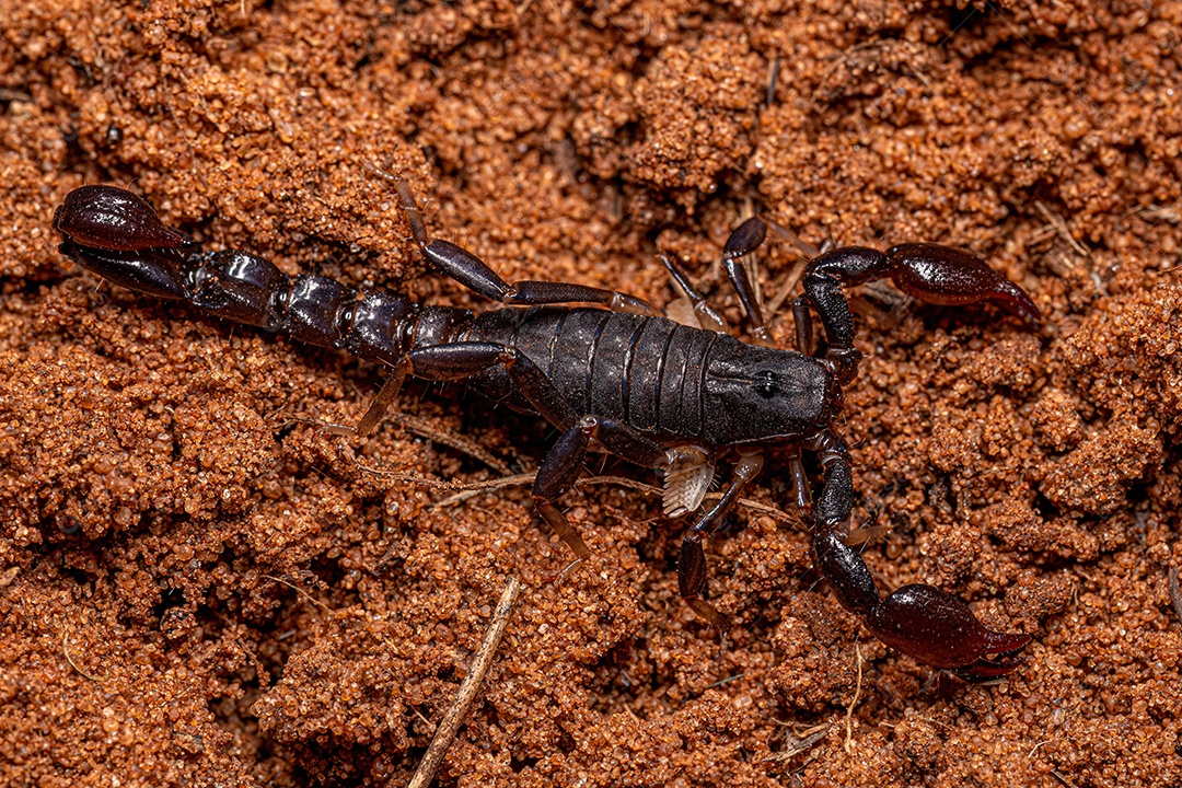 Artrópode aracnídeo quelicerado escorpião da família Bothriuridae.