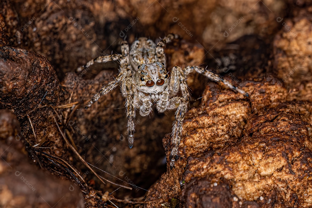 Pequena aranha saltadora macho do gênero Titanattus.