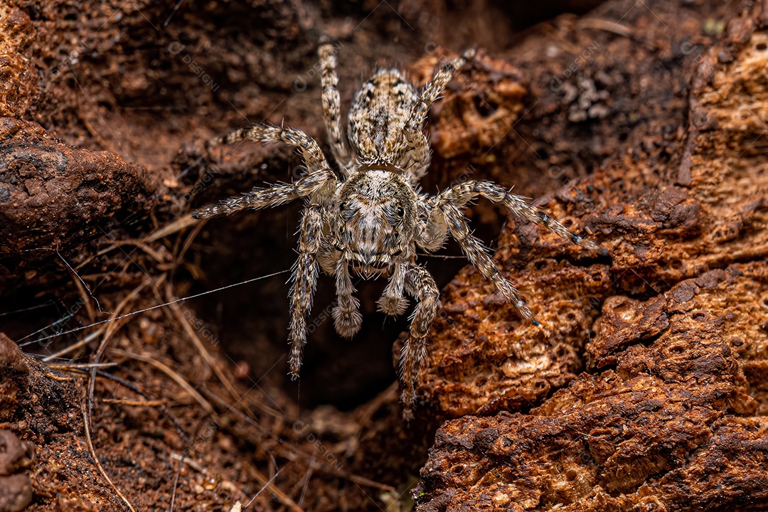 Pequena aranha saltadora macho do gênero Titanattus.