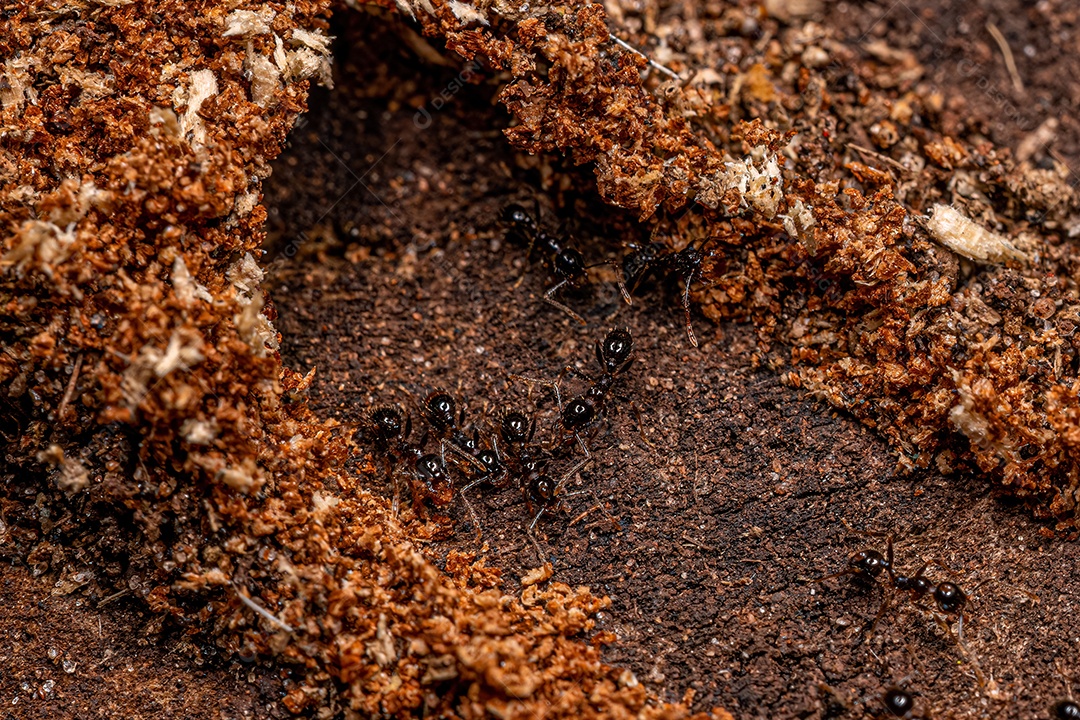 Formigas cabeçudas fêmeas adultas do gênero Pheidole.