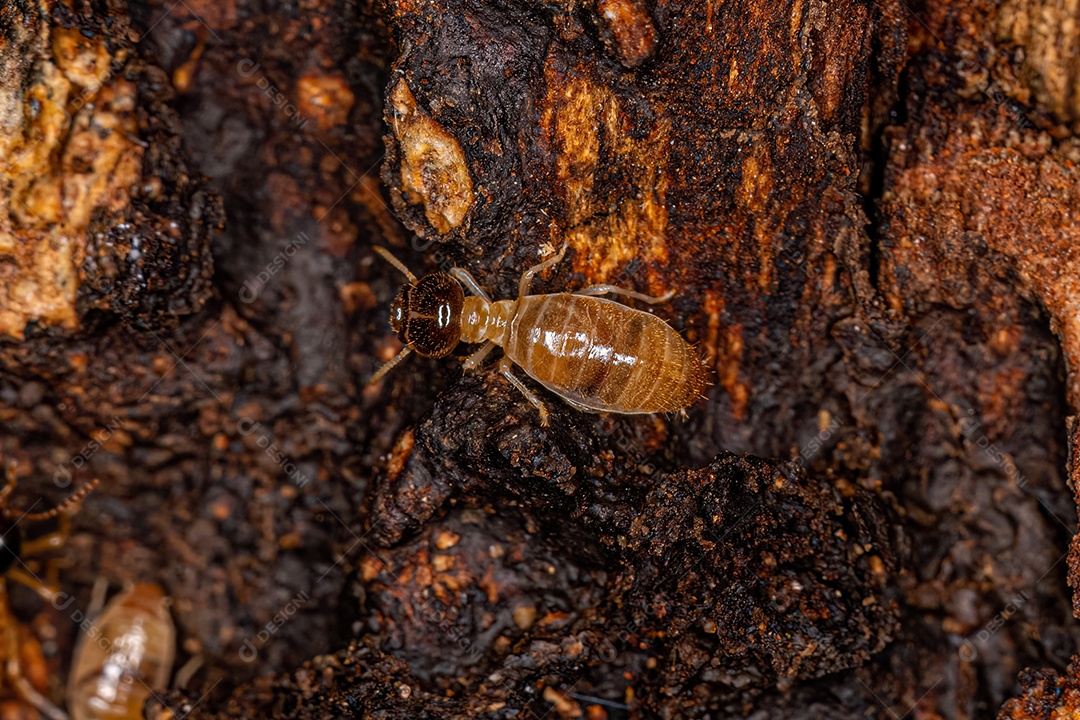 Cupins Nasute adultos do gênero Nasutitermes.