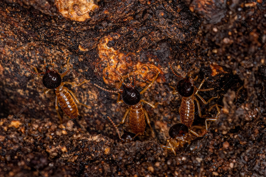 Cupins Nasute adultos do gênero Nasutitermes.