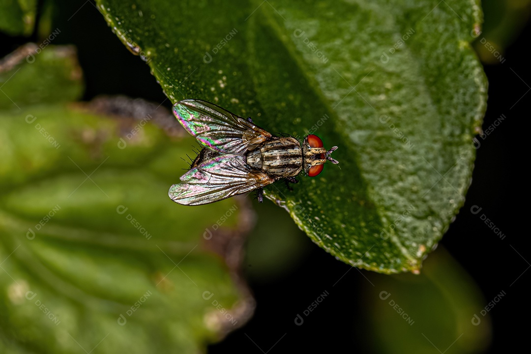 Mosca de carne adulta da família Sarcophagidae.