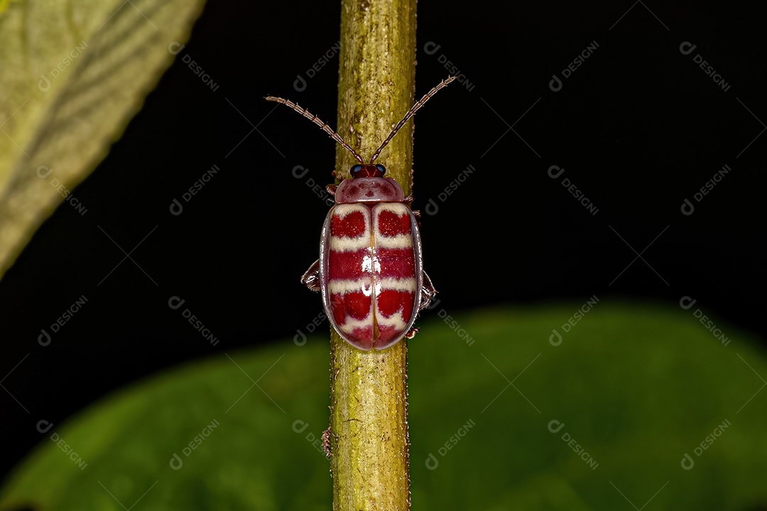 Besouro pulga adulto da tribo Alticini.