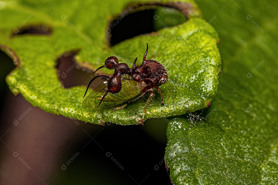 Cigarrinha adulta imitando formigas da espécie Cyphonia clavata.