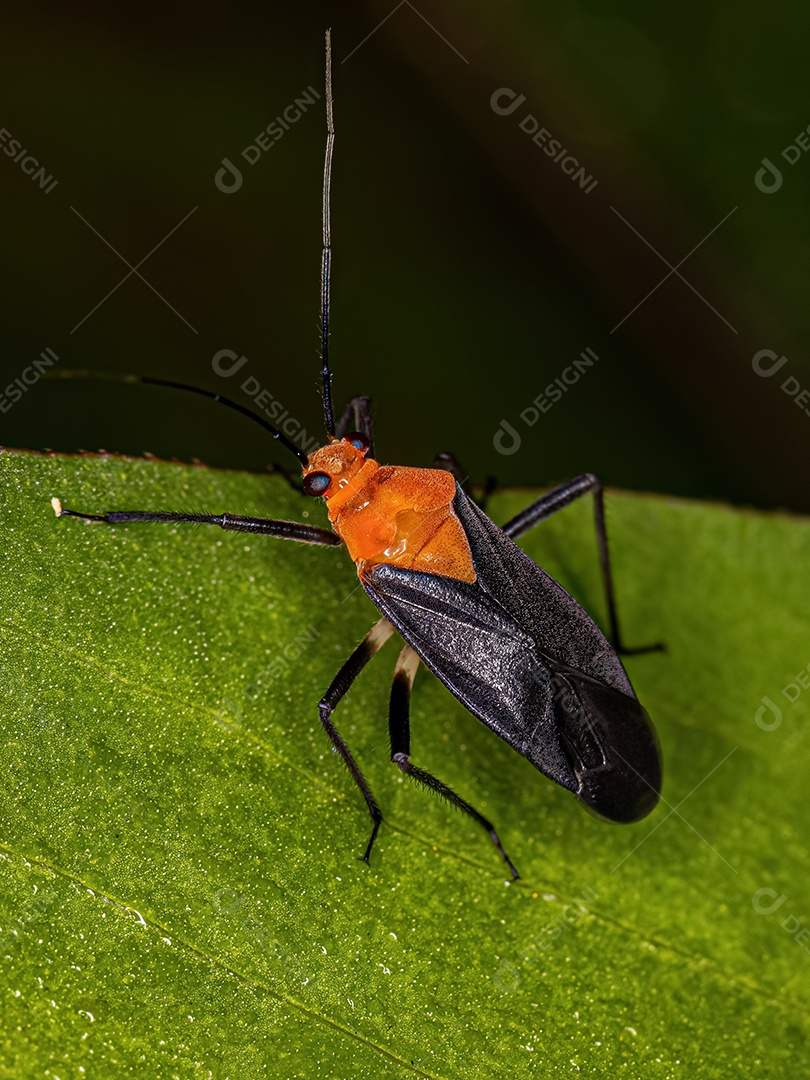 Inseto de planta adulta do gênero Prepops.